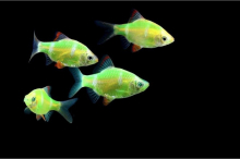 Барбус кольті зелений GloFish