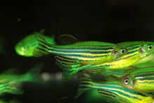 Даніо зелений GloFish
