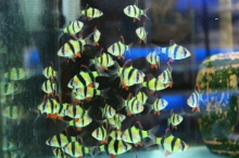 Барбус суматранський зелений GloFish