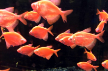 Тернеція помаранчева GloFish