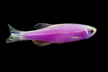 Даніо бузковий GloFish