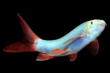 Лабео синій GloFish