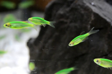 Даніо салатовий GloFish